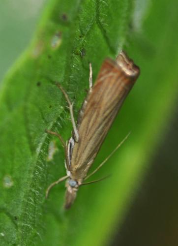 Réf. 245 251 : Chrysoteuchia culmella